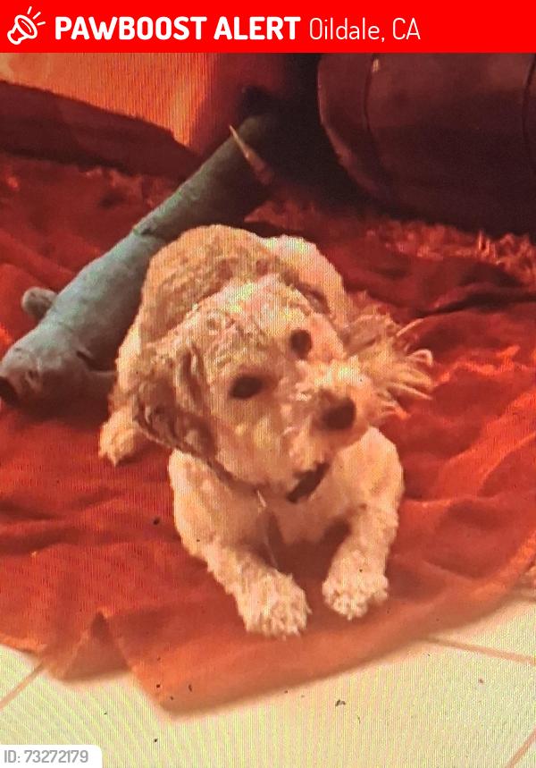 Lost Male Dog last seen Oildale dr & Beardsley ave, Oildale, CA 93308