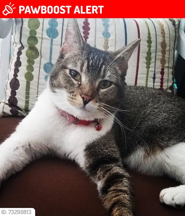 Lost Female Cat last seen PETERSON ST & Lyndhurst Dr, Colorado Springs, CO 80922