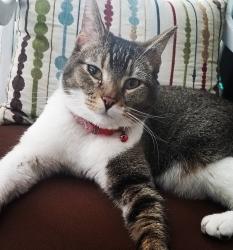 Lost Female Cat last seen PETERSON ST & Lyndhurst Dr, Colorado Springs, CO 80922