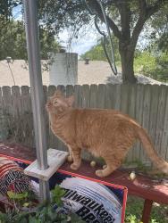 Reunited Male Cat last seen Royal Ridge, San Antonio, TX 78239