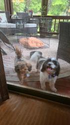 Reunited Female Dog last seen smith rd and carriage lake dr, Charlotte, NC 28273