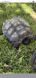 Found/Stray Unknown Reptile last seen Near block of Briarwood Ln, San Dimas, San Dimas, CA 91773