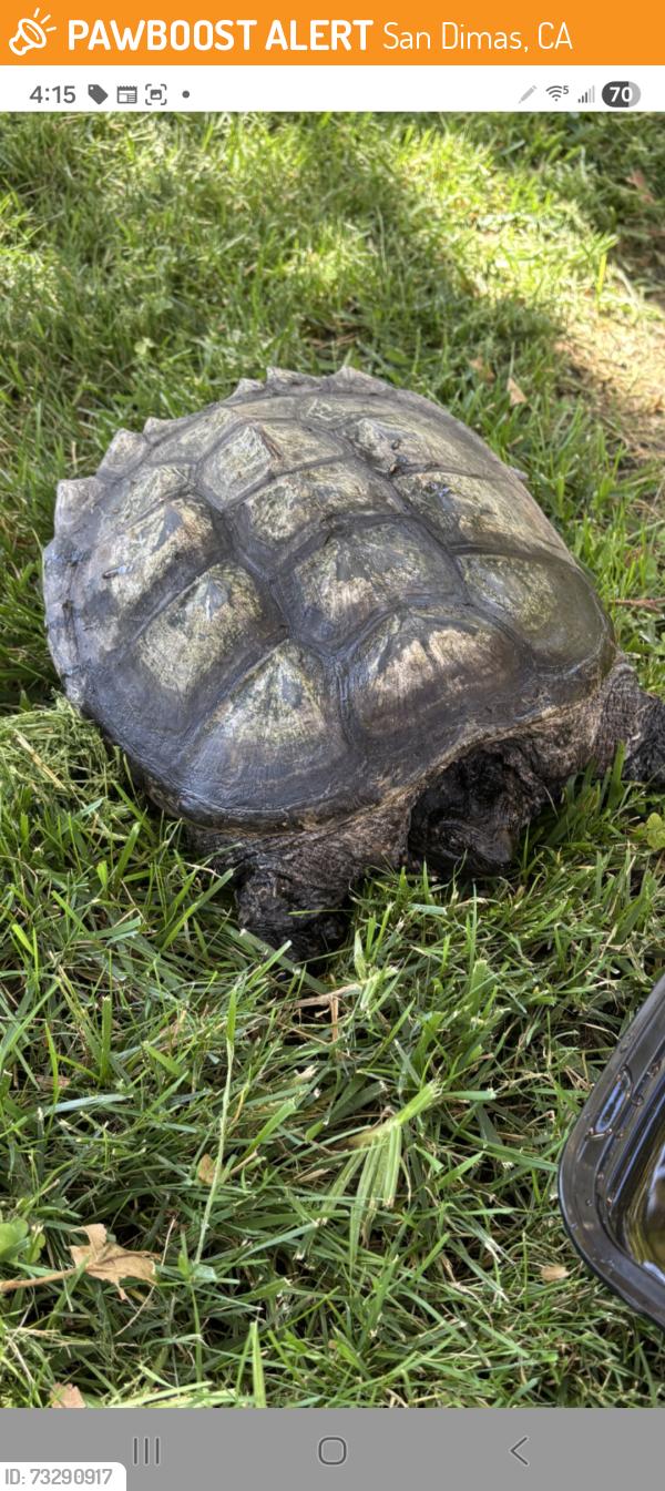 Found/Stray Unknown Reptile last seen Near block of Briarwood Ln, San Dimas, San Dimas, CA 91773
