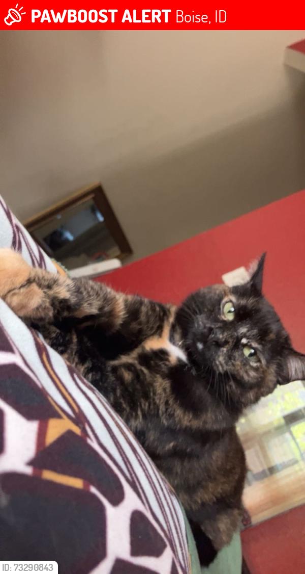 Lost Female Cat last seen Mariposa park boise idaho, Boise, ID 83704