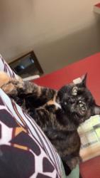 Lost Female Cat last seen Mariposa park boise idaho, Boise, ID 83704