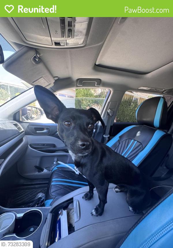 Reunited Male Dog last seen Sugarloaf and Flanders, Riverside, CA 92507