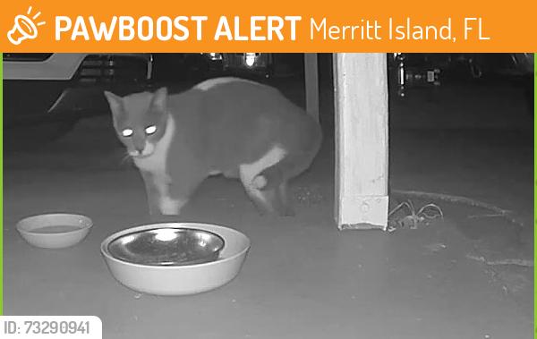 Found/Stray Unknown Cat last seen Seen roaming Seacrest / Nancie Ave Merritt Island, Merritt Island, FL 32952