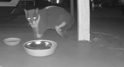 Found/Stray Unknown Cat last seen Seen roaming Seacrest / Nancie Ave Merritt Island, Merritt Island, FL 32952