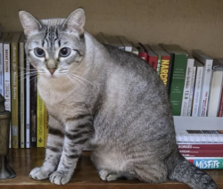 Lost Female Cat last seen Near Cinco Ranch Boulevard, Water park, Tennis Court, Cinco Ranch, TX 77494