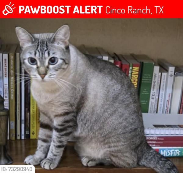 Lost Female Cat last seen Near Cinco Ranch Boulevard, Water park, Tennis Court, Cinco Ranch, TX 77494