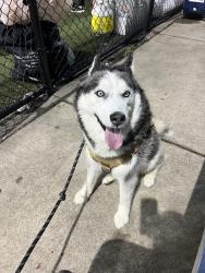 Reunited Male Dog last seen N keeler ave and cortland, Chicago, IL 60639