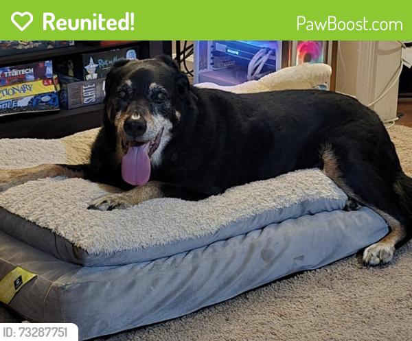 Reunited Male Dog last seen Keheley Elementary School, Marietta, GA 30066