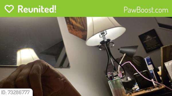 Reunited Male Cat last seen Front st, Merrimack, NH 03054