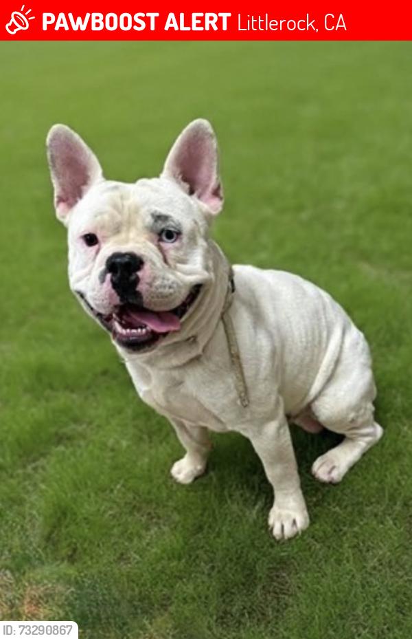 Lost Male Dog last seen 92nd Street East, Littlerock, CA 93543
