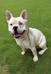 Lost Male Dog last seen 92nd Street East, Littlerock, CA 93543