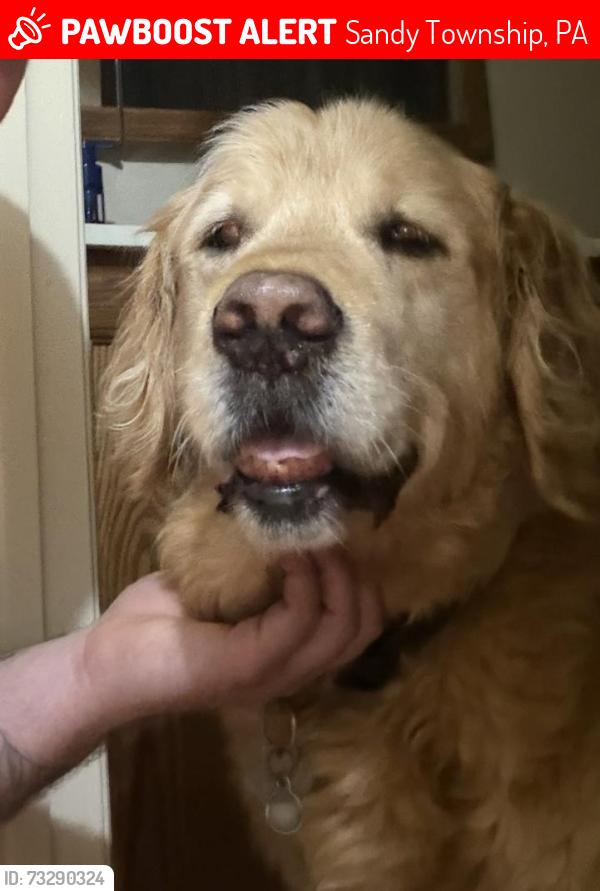 Lost Male Dog last seen Cornplanter drive, DuBois, PA 15801