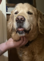 Lost Male Dog last seen Cornplanter drive, DuBois, PA 15801