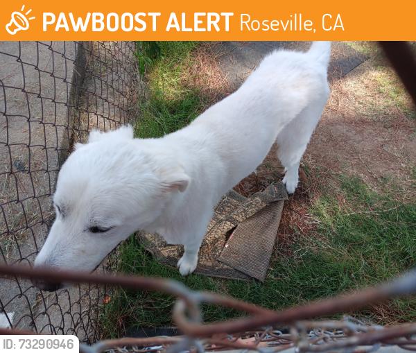 Found/Stray Male Dog last seen Douglas and north sunrise, Roseville, CA 95661