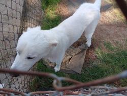 Found/Stray Male Dog last seen Douglas and north sunrise, Roseville, CA 95661