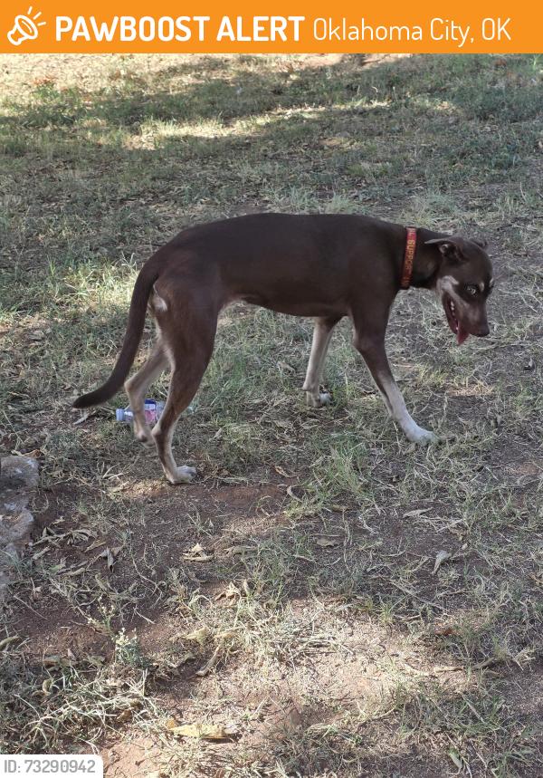 Found/Stray Female Dog last seen Fonshill ave, Oklahoma City, OK 73121