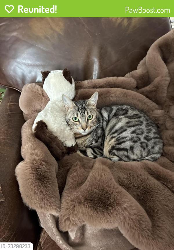 Reunited Female Cat last seen MacMillan Crescent and Dixon Court, Barrie, ON 