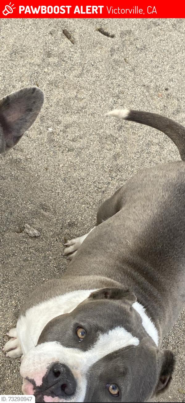 Lost Female Dog last seen el cariso rd & borego rd 92392, Victorville, CA 92392