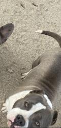 Lost Female Dog last seen el cariso rd & borego rd 92392, Victorville, CA 92392
