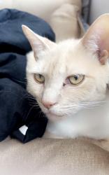 Lost Female Cat last seen cornell ave, Wenonah, NJ 08090