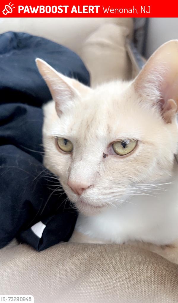 Lost Female Cat last seen cornell ave, Wenonah, NJ 08090
