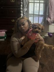 Reunited Female Dog last seen Red Head, Little Elm, TX 75068