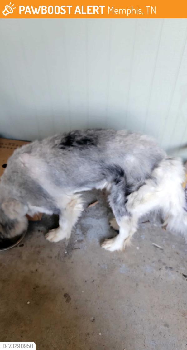 Found/Stray Male Dog last seen Sea isle and kimball, Memphis, TN 38117