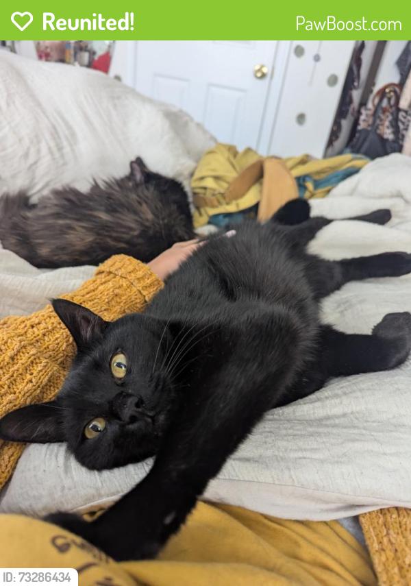 Reunited Male Cat last seen Livingston and Clementine, Philadelphia, PA 19134