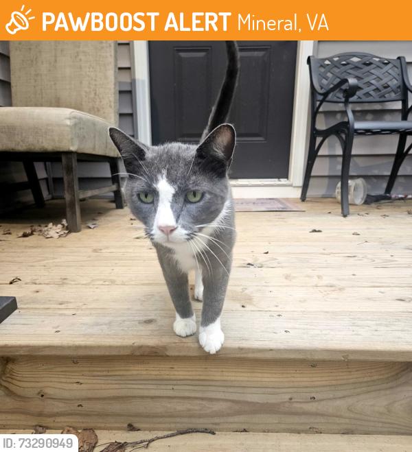 Found/Stray Unknown Cat last seen Rte 33 jefferaon hwy, Mineral, VA 23117