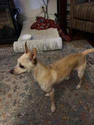 Found/Stray Male Dog last seen Near th Street and Lake Avenue, Spring Lake, NC 28390