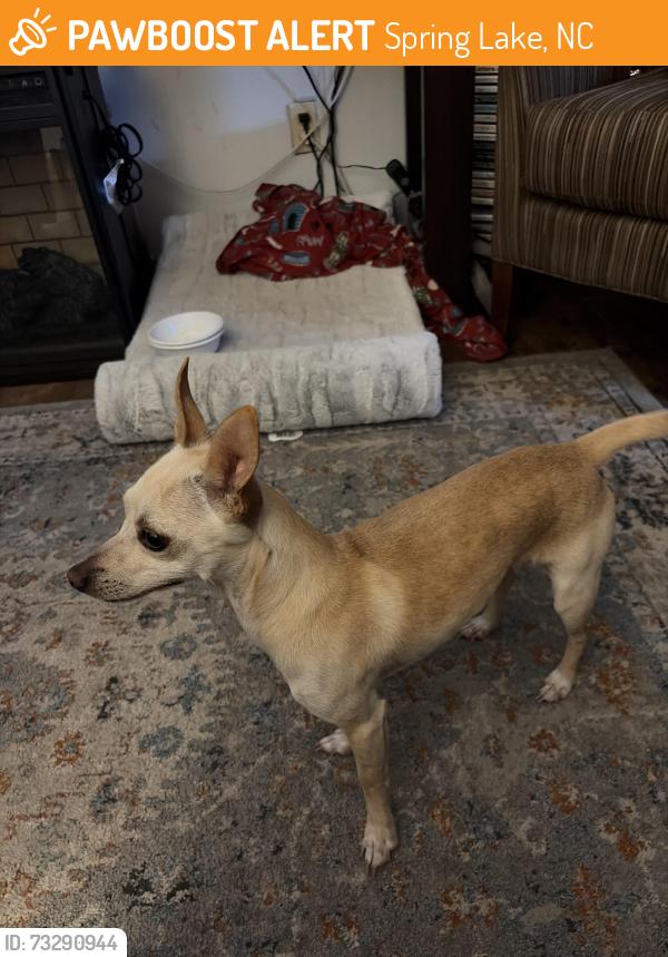 Found/Stray Male Dog last seen Near th Street and Lake Avenue, Spring Lake, NC 28390