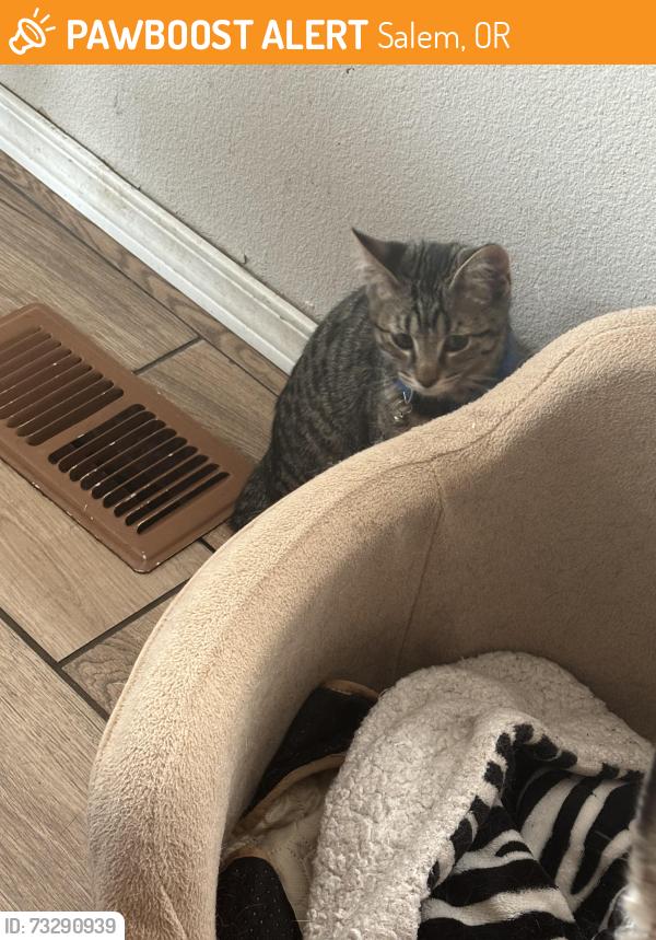 Found/Stray Male Cat last seen Near Hoodview Park, Salem, OR 97305