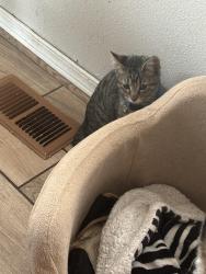 Found/Stray Male Cat last seen Near Hoodview Park, Salem, OR 97305