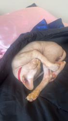 Reunited Male Cat last seen Edgemont west Edmonton, Edmonton, AB 