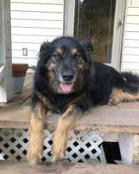Reunited Male Dog last seen Dry Ponds Rd Granite Falls NC, Granite Falls, NC 28630