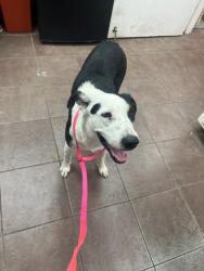 Shelter Stray Female Dog last seen Near Blk of Spell, District 2 - West Cleburne,, 2375 Service Dr, Cleburne, TX 76033, USA