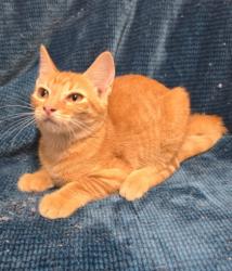 Shelter Stray Female Cat last seen Near Block Of Bluebell, EVERMAN, TX, 3961 Bluebell Dr, Everman, TX 76140, USA