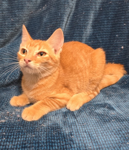 Shelter Stray Female Cat last seen Near Block Of Bluebell, EVERMAN, TX, 3961 Bluebell Dr, Everman, TX 76140, USA