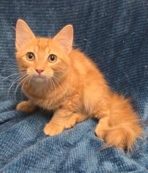 Shelter Stray Male Cat last seen Near Block Of Bluebell, EVERMAN, TX, 3961 Bluebell Dr, Everman, TX 76140, USA