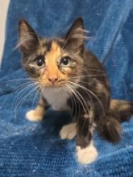 Shelter Stray Female Cat last seen Near Block Of Bluebell, EVERMAN, TX, 3961 Bluebell Dr, Everman, TX 76140, USA