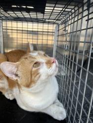 Shelter Stray Male Cat last seen 400-Blk S Burnet St, City of Round Rock, TX, 1855 SE Inner Loop, Georgetown, TX 78626, USA