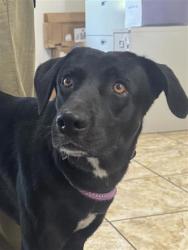 Shelter Stray Male Dog last seen Rockcrest Dr. and Susana Dr., City of Georgetown, TX, 1855 SE Inner Loop, Georgetown, TX 78626, USA