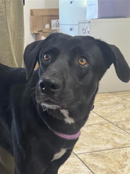 Shelter Stray Male Dog last seen Rockcrest Dr. and Susana Dr., City of Georgetown, TX, 1855 SE Inner Loop, Georgetown, TX 78626, USA