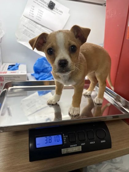 Shelter Stray Female Dog last seen S Marks Ave & W Caruthers Ave, Caruthers Zone Fresno CO 1B 93609, CA, 1510 W Dan Ronquillo Dr, Fresno, CA 93706, USA