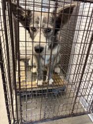 Shelter Stray Male Dog last seen E Church & S Armstrong Ave, Fresno Zone Fresno CO 2 93727, CA, 1510 W Dan Ronquillo Dr, Fresno, CA 93706, USA