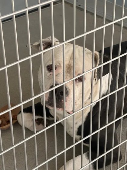 Shelter Stray Male Dog last seen N Brawley Ave & W Belmont Ave, Fresno Zone Fresno CO 2 93706, CA, 1510 W Dan Ronquillo Dr, Fresno, CA 93706, USA